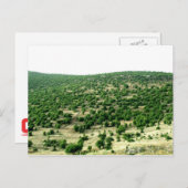 レバノン・バール ポストカード (正面/裏面)