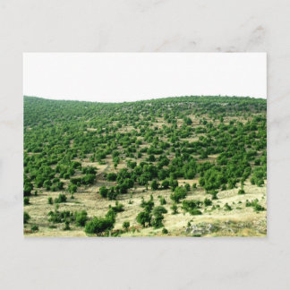 レバノン・バール ポストカード