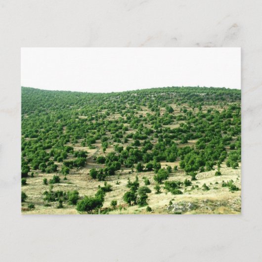 レバノン・バール ポストカード (正面)