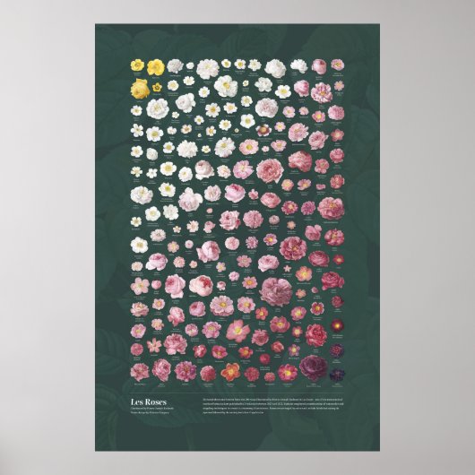 レバラズバイレドゥーテ ポスター (正面)