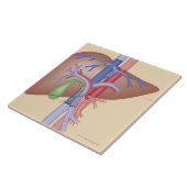 レバー移植のプロシージャ タイル (側面)