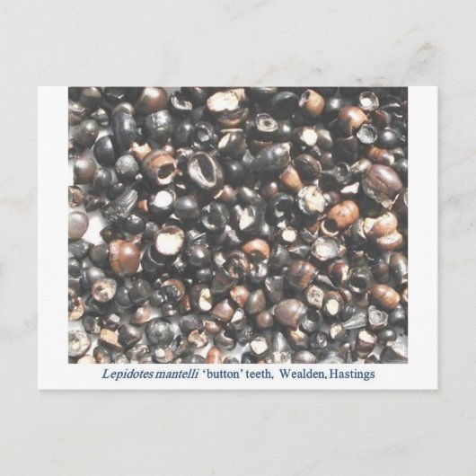 レピドテス破砕歯の化石 ポストカード (正面)