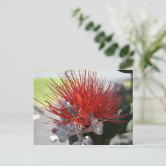 レフア ポストカード (スタンド正面)