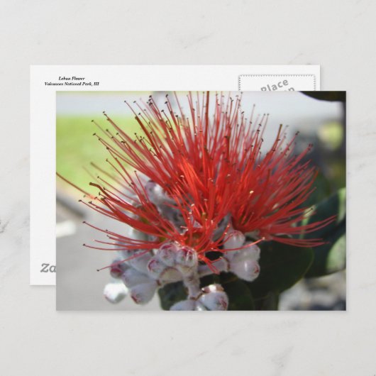 レフア ポストカード (正面/裏面)