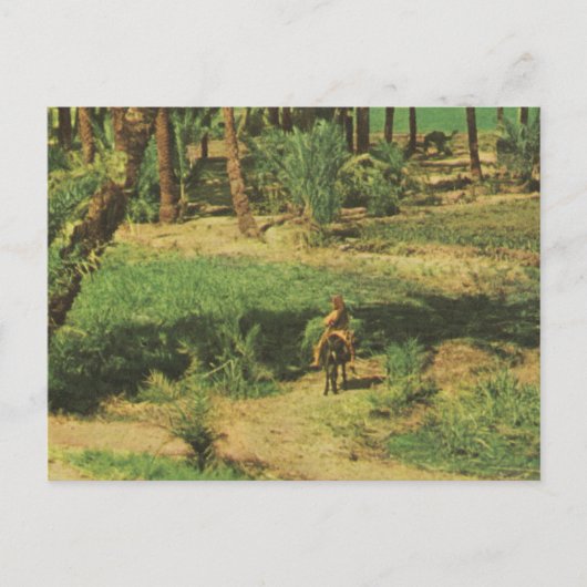レプリカヴィンテージエジプト、ナイルデルタ農業 ポストカード (正面)