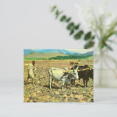 レプリカヴィンテージエチオピア、牛の引っ張り鋤 ポストカード (スタンド正面)