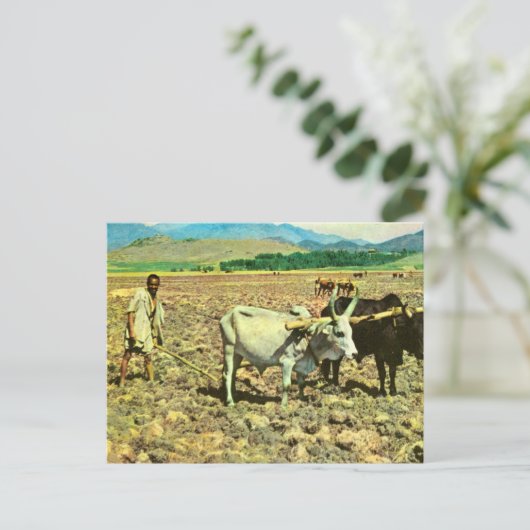 レプリカヴィンテージエチオピア、牛の引っ張り鋤 ポストカード (スタンド正面)