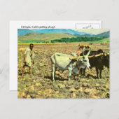 レプリカヴィンテージエチオピア、牛の引っ張り鋤 ポストカード (正面/裏面)
