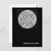 レポグラバレース ポストカード (正面/裏面)