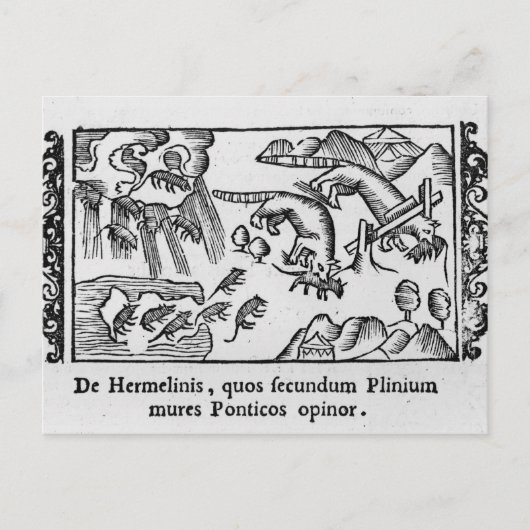 レミングの移動 ポストカード (正面)