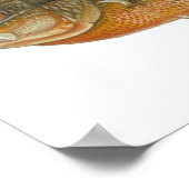 レムストゥンフィッシュ – レポミス耳介 ポスター (角)