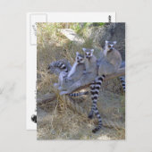 レムールラインのポストカード ポストカード (正面/裏面)