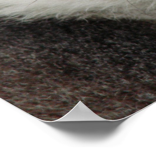 レムール ポスター (角)