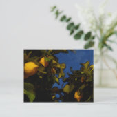 レモンの運 ポストカード (スタンド正面)