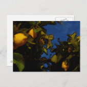 レモンの運 ポストカード (正面/裏面)