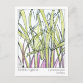レモングラスのハーブ材料メディカ知識カード ポストカード (正面)