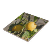 レモングラフィスペインのックス タイル (側面)