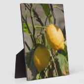 レモングラフィスペインのックス フォトプラーク (側面)