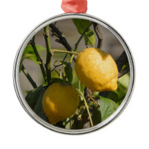 レモングラフィスペインのックス