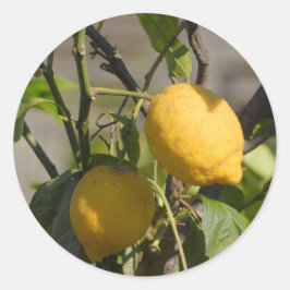レモングラフィスペインのックス ラウンドシール