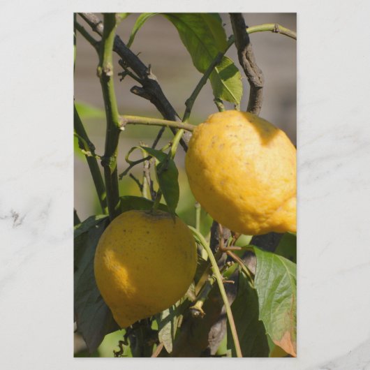 レモングラフィスペインのックス 便箋 (正面)