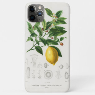 レモンシトラスフルーツボタニカルリモニウムイラストレーション iPhone 11 PRO MAXケース