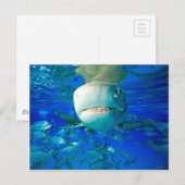 レモンシャーク「Say Cheese」 ポストカード (正面/裏面)