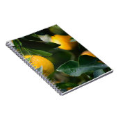 レモンツリーフルーツ写真 ノートブック (右側)