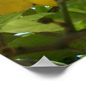 レモンツリー ポスター (角)