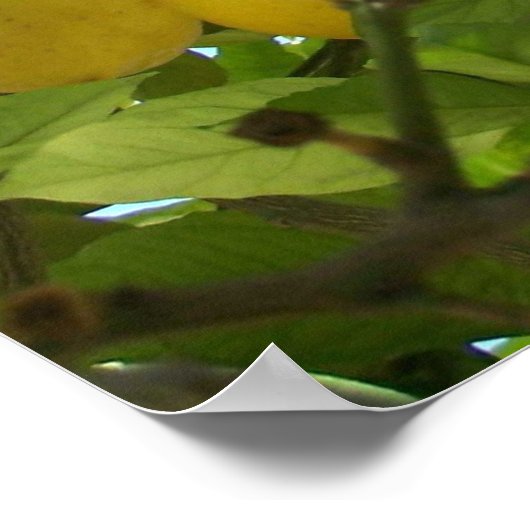 レモンツリー ポスター (角)