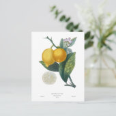 レモンバイピエール – アントワーヌポトー ポストカード (スタンド正面)