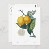レモンバイピエール – アントワーヌポトー ポストカード (正面/裏面)