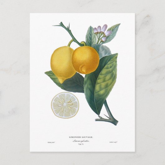 レモンバイピエール – アントワーヌポトー ポストカード (正面)