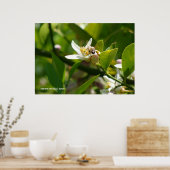 レモンブロッサムビー(2) ポスター (キッチン)