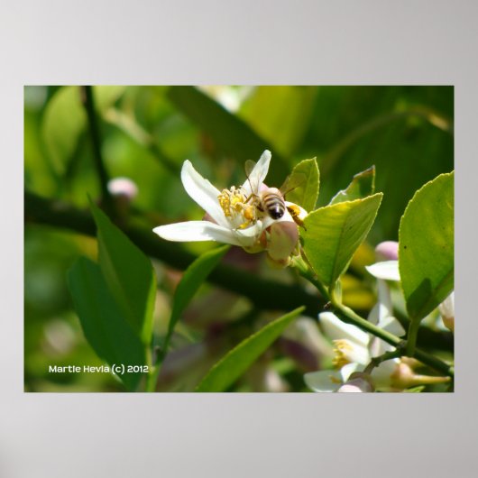 レモンブロッサムビー(2) ポスター (正面)