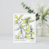 レモンベルベナマテリアメディカハーブフラッシュカード ポストカード (スタンド正面)