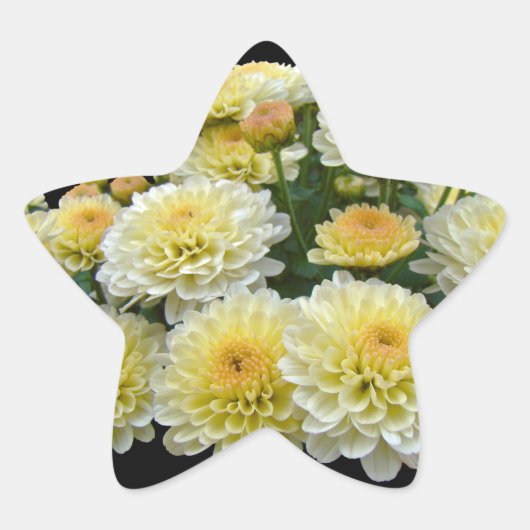レモンメレンゲ菊 星シール (正面)