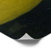 レモン写真 ポスター (角)