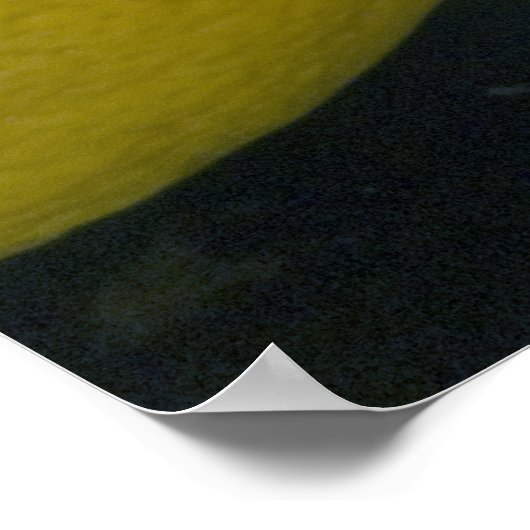 レモン写真 ポスター (角)