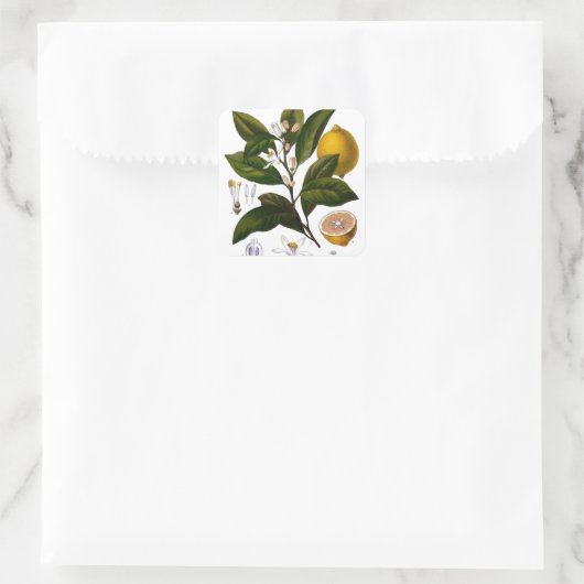 レモン スクエアシール (バッグ)