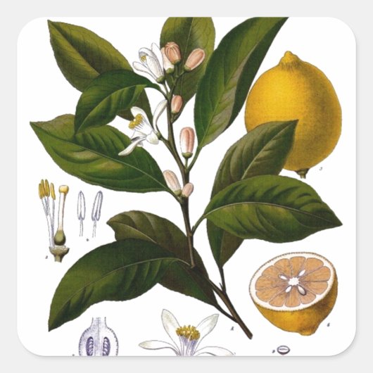 レモン スクエアシール (正面)