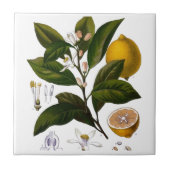 レモン タイル (正面)