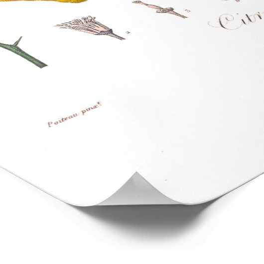 レモン ポスター (角)