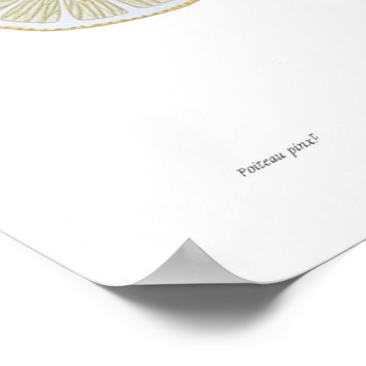 レモン ポスター (角)