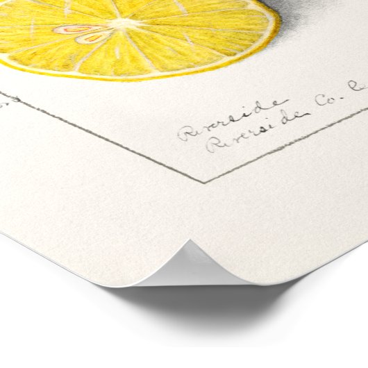 レモン(柑橘類)フルーツウォーター絵画の色 ポスター (角)