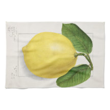 レモン (Citrus Limon) エレン・イシャム・シュット画 – 1910年 