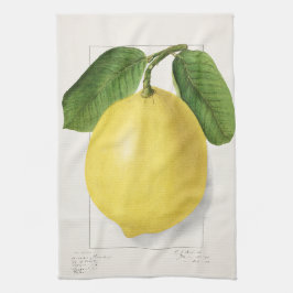 レモン (Citrus Limon) エレン・イシャム・シュット画 – 1910年  キッチンタオル