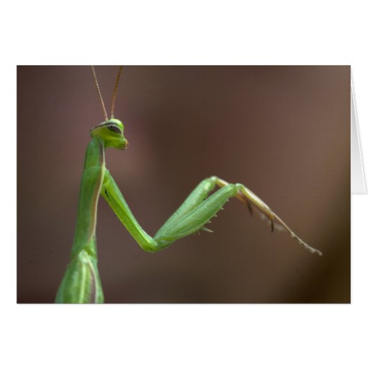 レリオーサ (正面横)