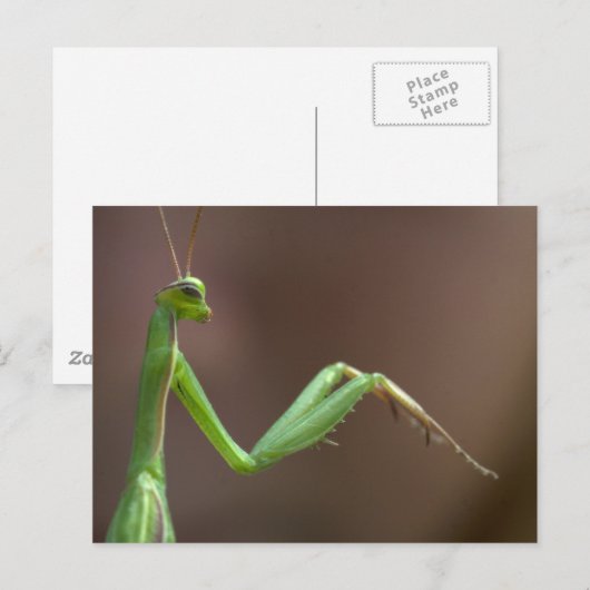 レリオーサ ポストカード (正面/裏面)