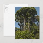 レワリバーエッジレインフォレストガイアナ ポストカード (正面/裏面)